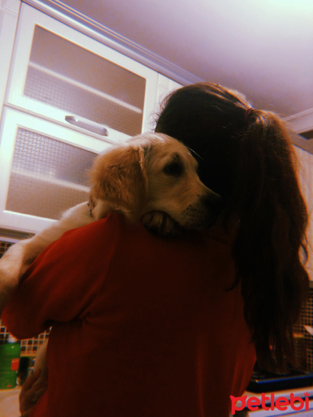 Golden Retriever, Köpek  Lokum fotoğrafı