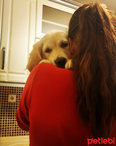 Golden Retriever, Köpek  Lokum fotoğrafı