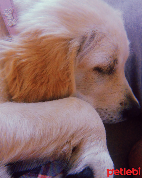 Golden Retriever, Köpek  Lokum fotoğrafı