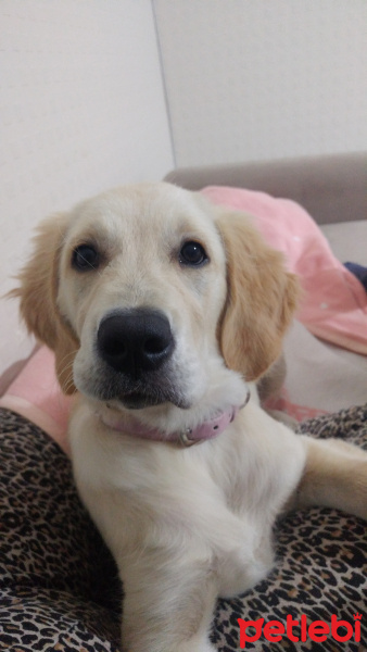 Golden Retriever, Köpek  Lokum fotoğrafı