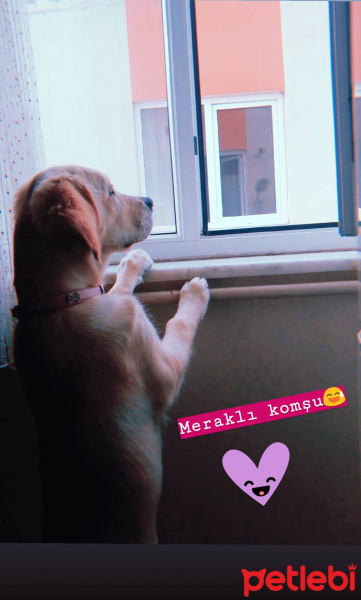 Golden Retriever, Köpek  Lokum fotoğrafı