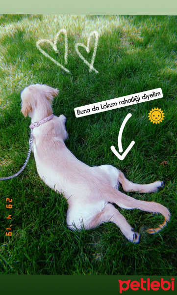 Golden Retriever, Köpek  Lokum fotoğrafı