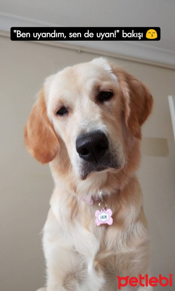 Golden Retriever, Köpek  Lokum fotoğrafı