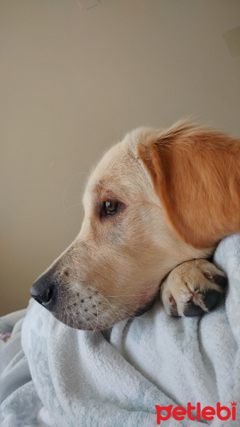 Golden Retriever, Köpek  Lokum fotoğrafı