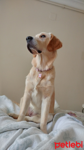Golden Retriever, Köpek  Lokum fotoğrafı