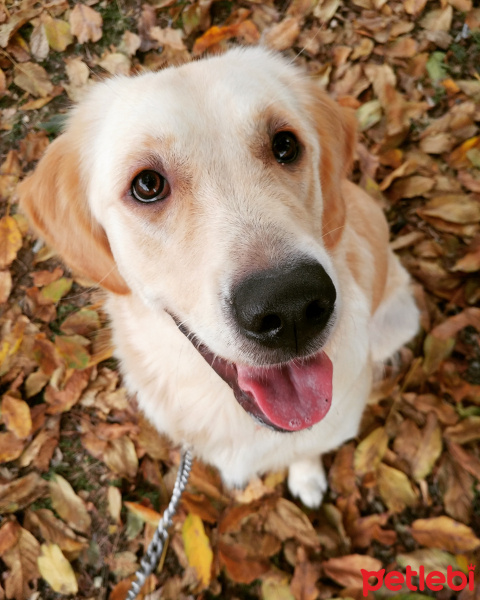 Golden Retriever, Köpek  Lokum fotoğrafı