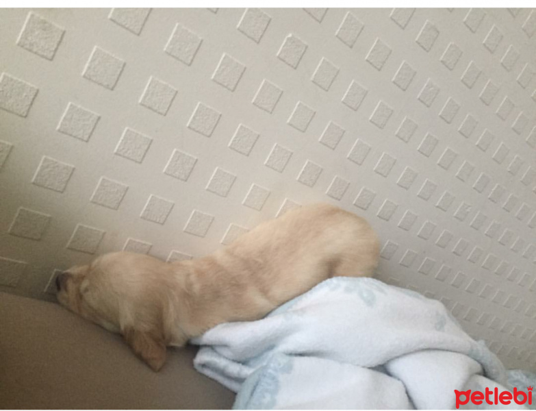 Golden Retriever, Köpek  Lokum fotoğrafı