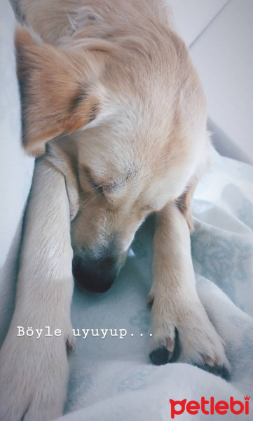 Golden Retriever, Köpek  Lokum fotoğrafı