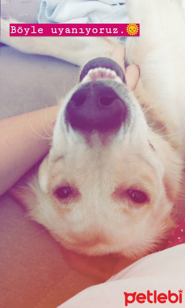 Golden Retriever, Köpek  Lokum fotoğrafı