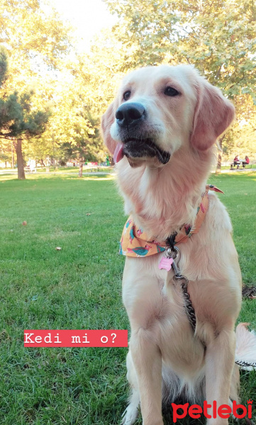 Golden Retriever, Köpek  Lokum fotoğrafı