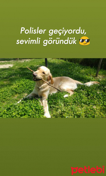 Golden Retriever, Köpek  Lokum fotoğrafı