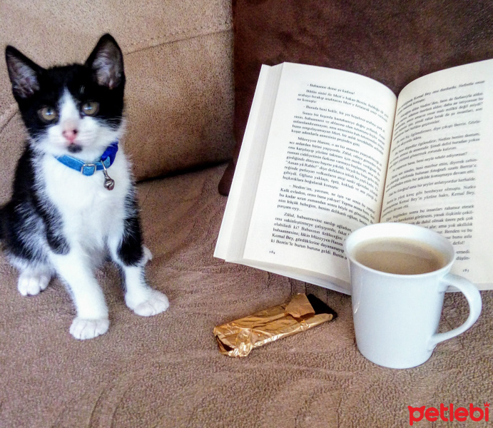 Tuxedo (Smokin) Kedi, Kedi  Gece fotoğrafı