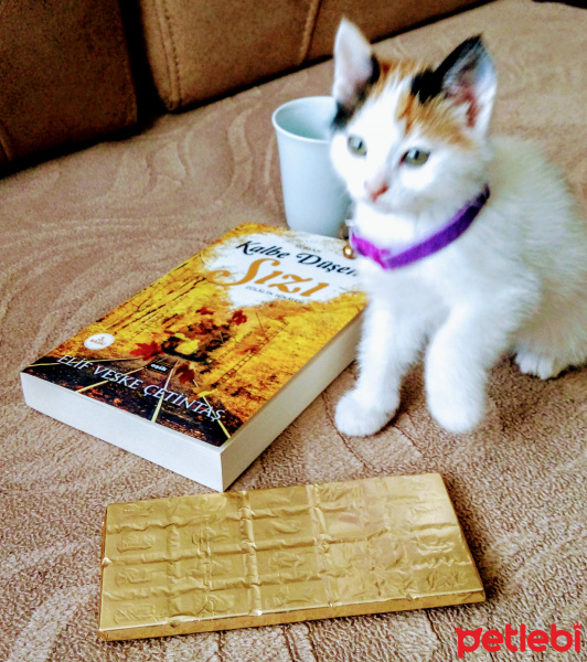 Soke, Kedi  Bulut fotoğrafı
