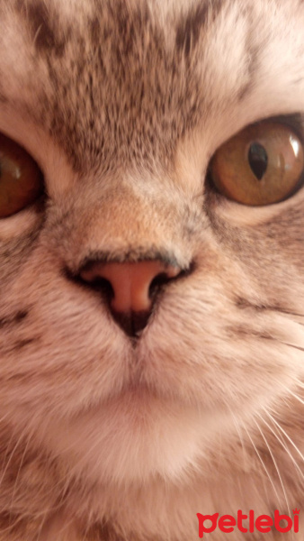 British Shorthair, Kedi  Duman fotoğrafı
