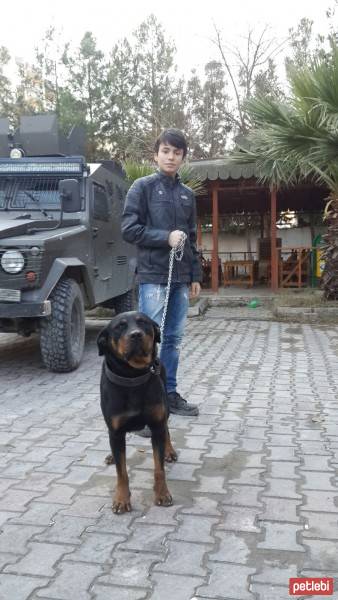 Rottweiler, Köpek  Maxie fotoğrafı