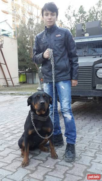 Rottweiler, Köpek  Maxie fotoğrafı