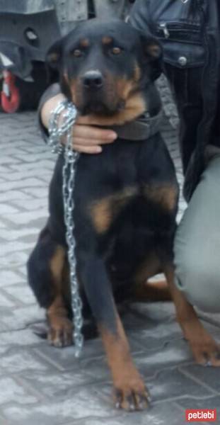 Rottweiler, Köpek  Maxie fotoğrafı