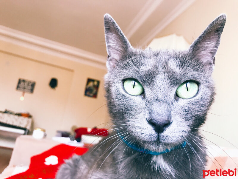 Mavi Rus, Kedi  Mewtwo fotoğrafı