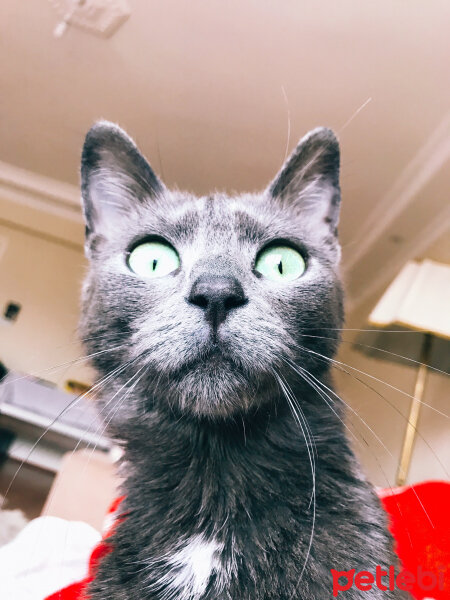 Mavi Rus, Kedi  Mewtwo fotoğrafı