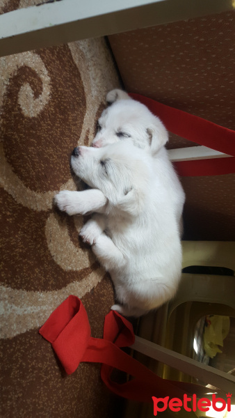Sokö (Sokak Köpeği), Köpek  Papi .sucre fotoğrafı