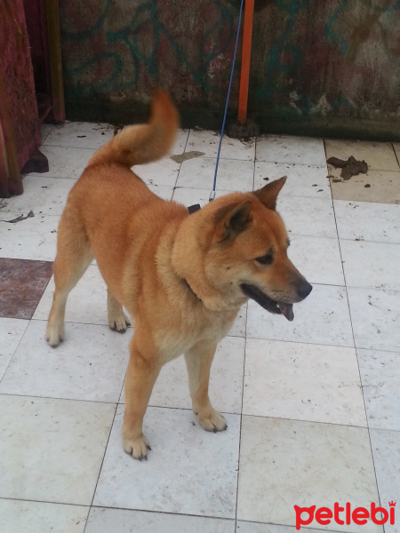 Akita İnu, Köpek  She ra fotoğrafı
