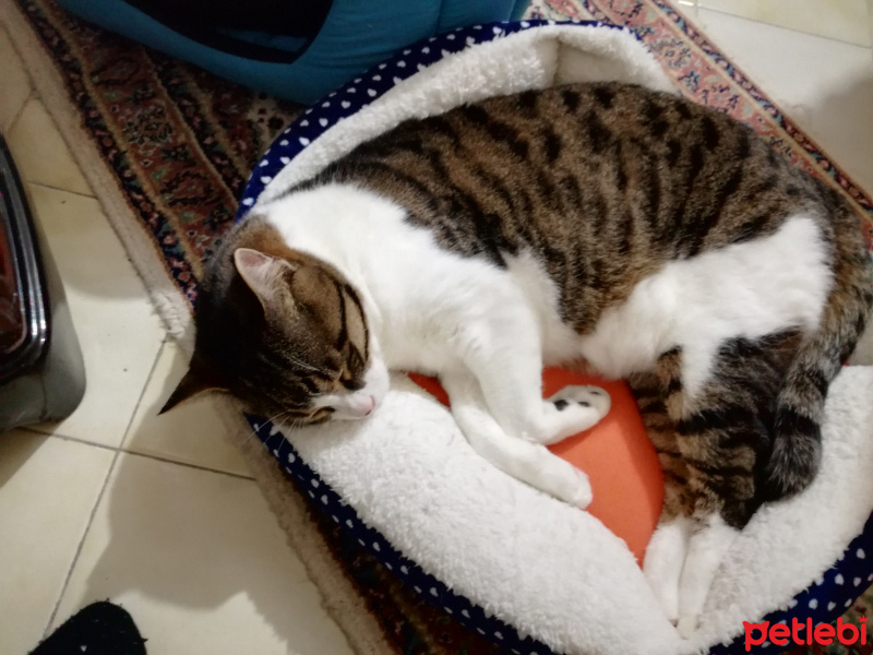 Tekir Kedi, Kedi  Panpiş fotoğrafı