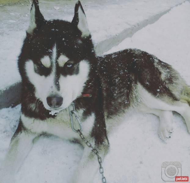 Sibirya Kurdu (Husky), Köpek  Rocky fotoğrafı