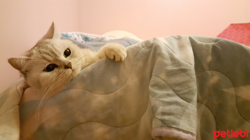 British Shorthair, Kedi  Çakıl fotoğrafı