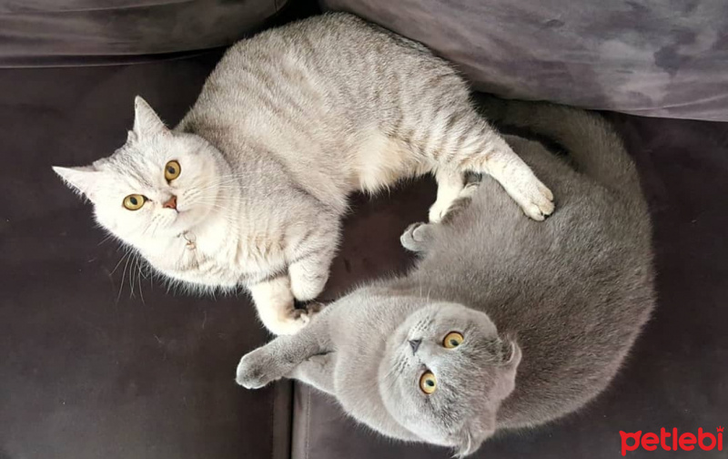 British Shorthair, Kedi  Çakıl fotoğrafı