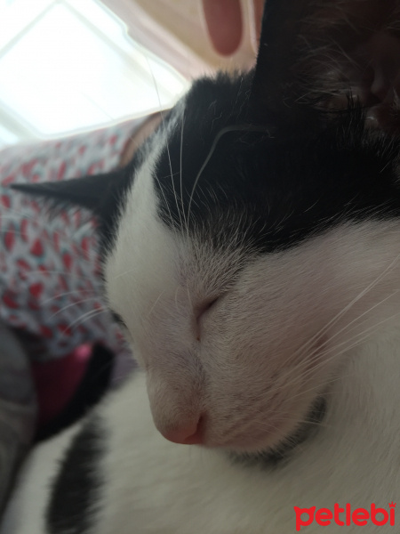 Tekir Kedi, Kedi  Kokoş fotoğrafı
