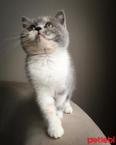 British Shorthair, Kedi  Ceku fotoğrafı