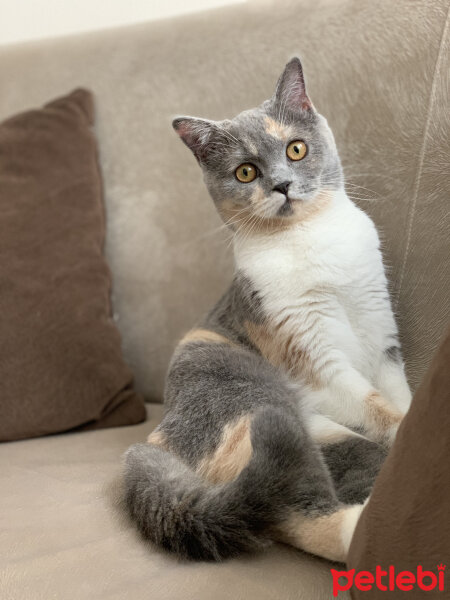 British Shorthair, Kedi  Ceku fotoğrafı