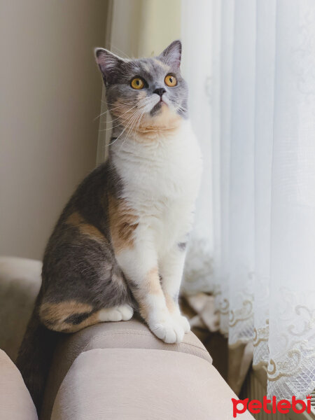 British Shorthair, Kedi  Ceku fotoğrafı