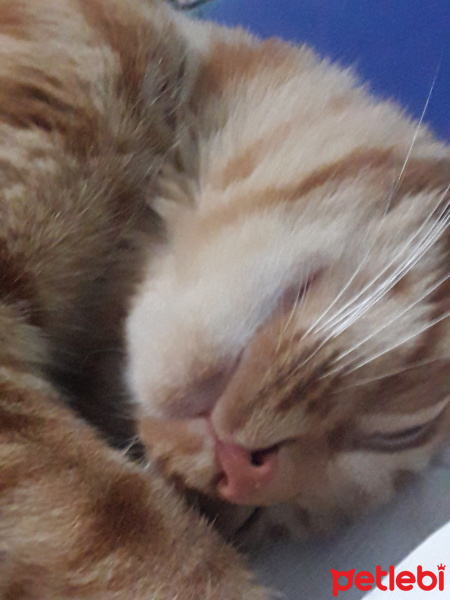 Sarman, Kedi  Şero fotoğrafı
