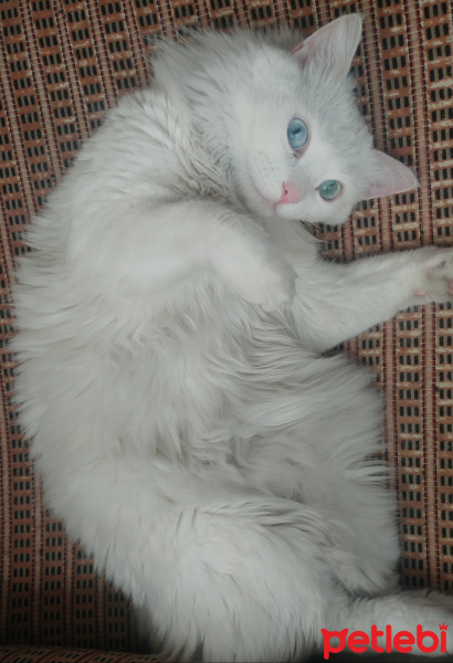 Ankara Kedisi, Kedi  Pamuk fotoğrafı