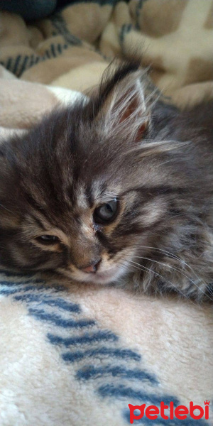 Tekir Kedi, Kedi  Eleman fotoğrafı