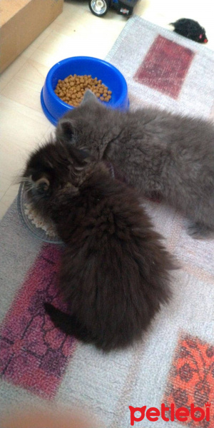British Shorthair, Kedi  Rüzgar fotoğrafı