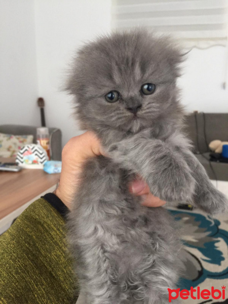 Scottish Fold, Kedi  Milka fotoğrafı