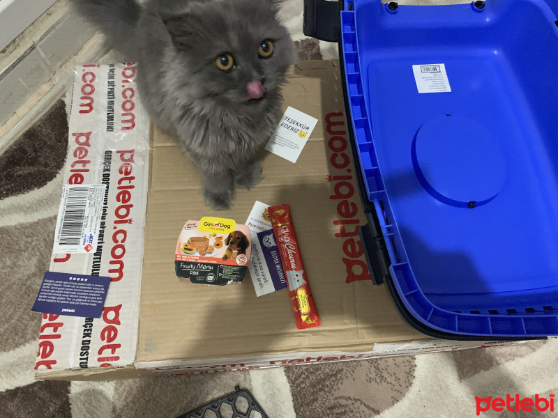 Scottish Fold, Kedi  Milka fotoğrafı
