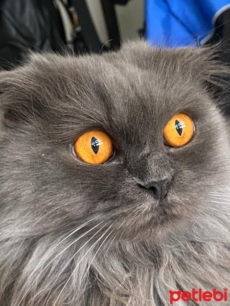 Scottish Fold, Kedi  Milka fotoğrafı