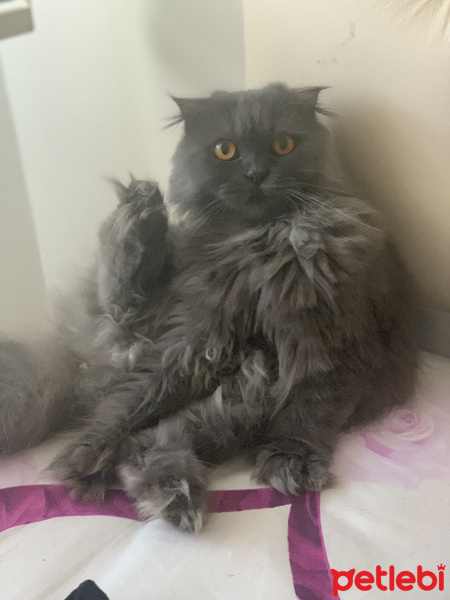 Scottish Fold, Kedi  Milka fotoğrafı