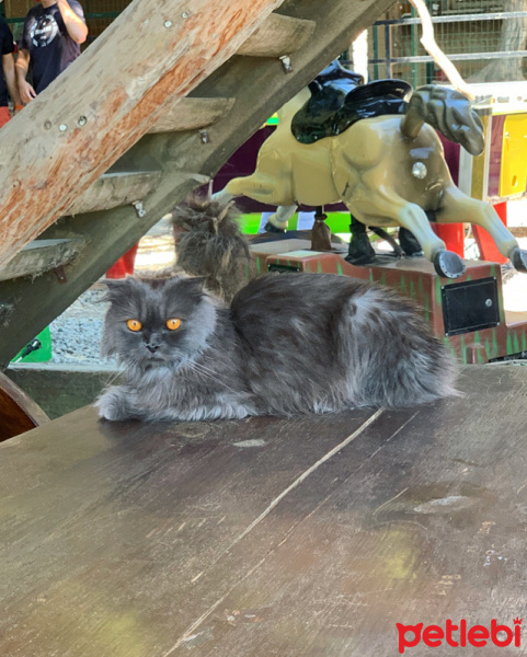 Scottish Fold, Kedi  Milka fotoğrafı
