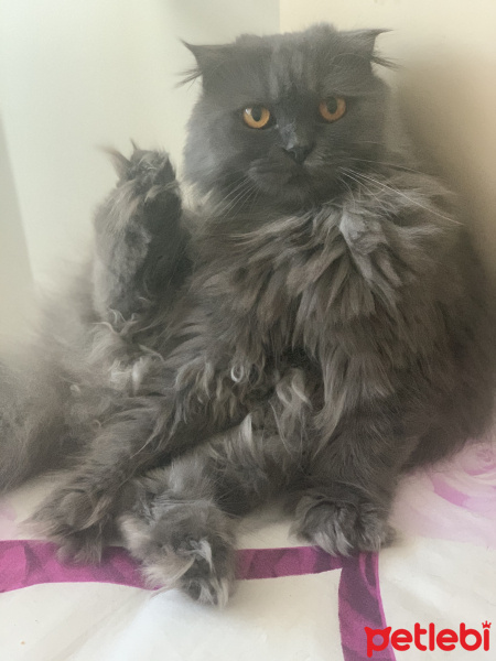 Scottish Fold, Kedi  Milka fotoğrafı