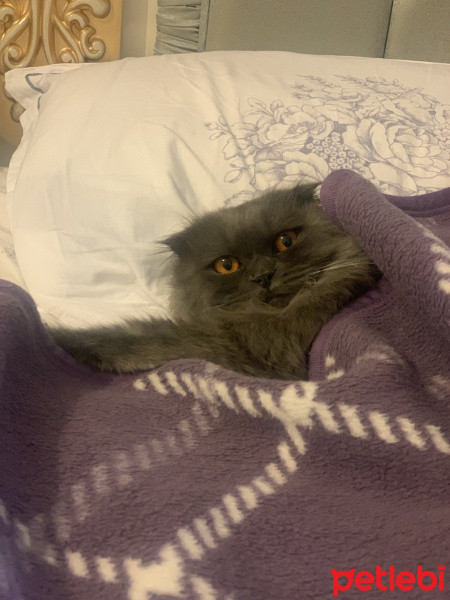 Scottish Fold, Kedi  Milka fotoğrafı