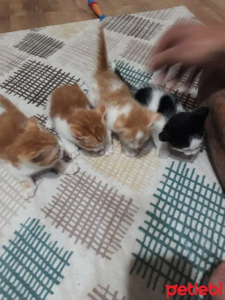 Tekir Kedi, Kedi  Miinikler fotoğrafı