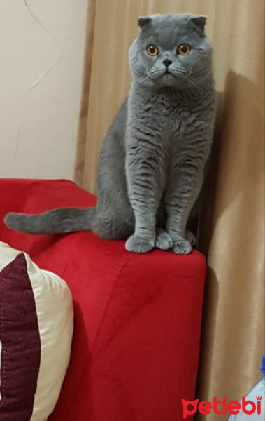 Scottish Fold, Kedi  duman fotoğrafı