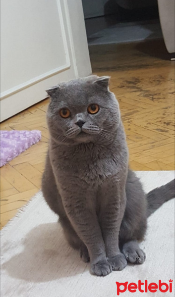 Scottish Fold, Kedi  duman fotoğrafı