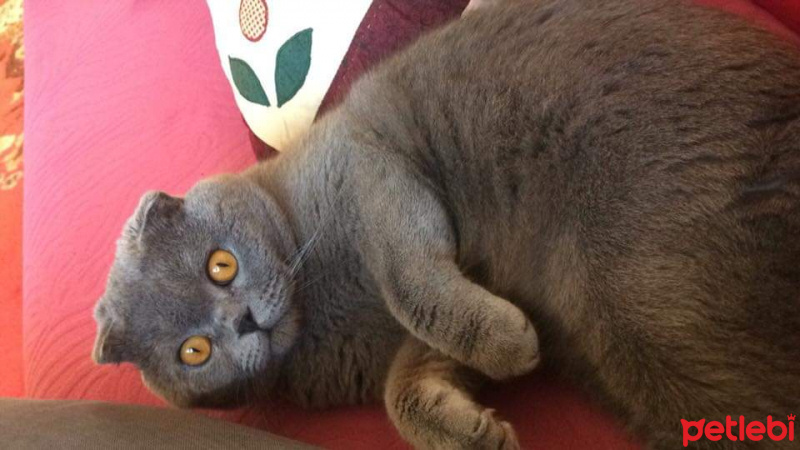 Scottish Fold, Kedi  duman fotoğrafı