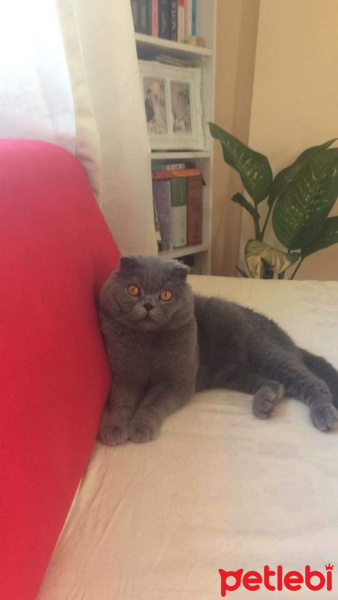 Scottish Fold, Kedi  duman fotoğrafı