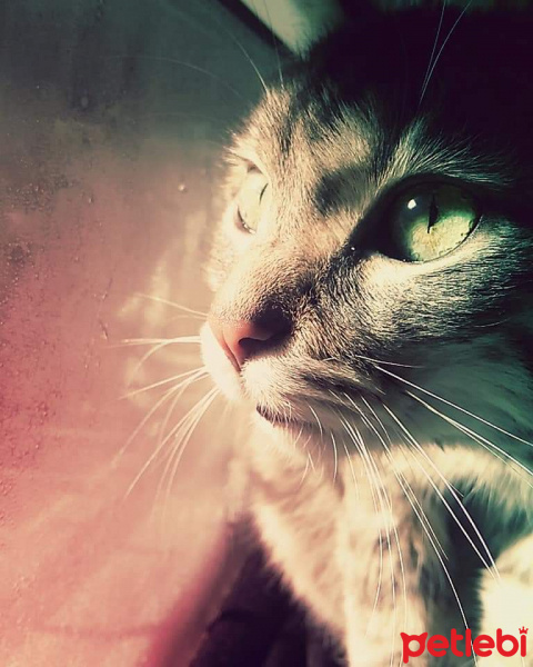 Tekir Kedi, Kedi  Gece fotoğrafı